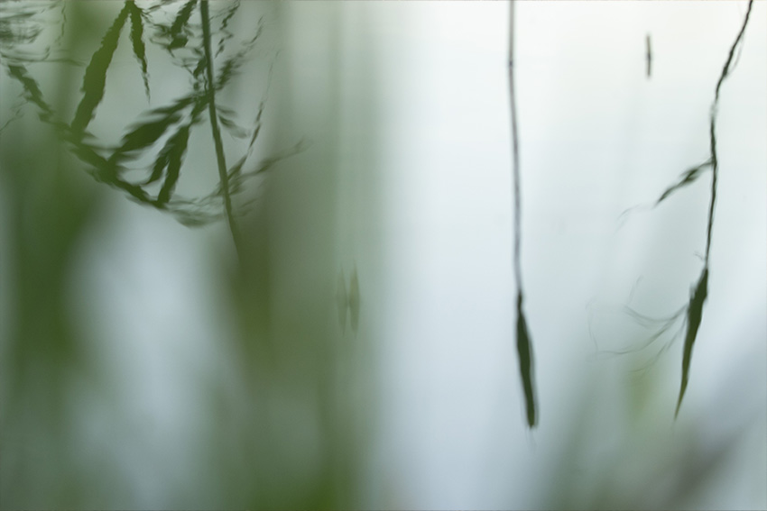 Pēc dabas likumiem: haoss un kārtība